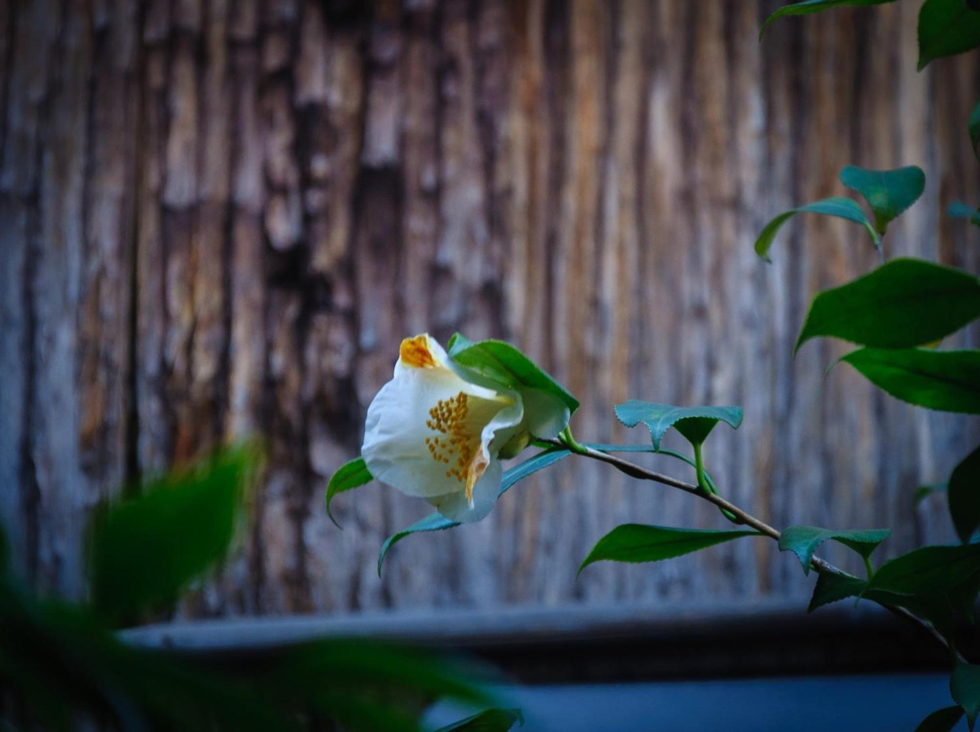 Kumomachiya Gionhanami Kyōto